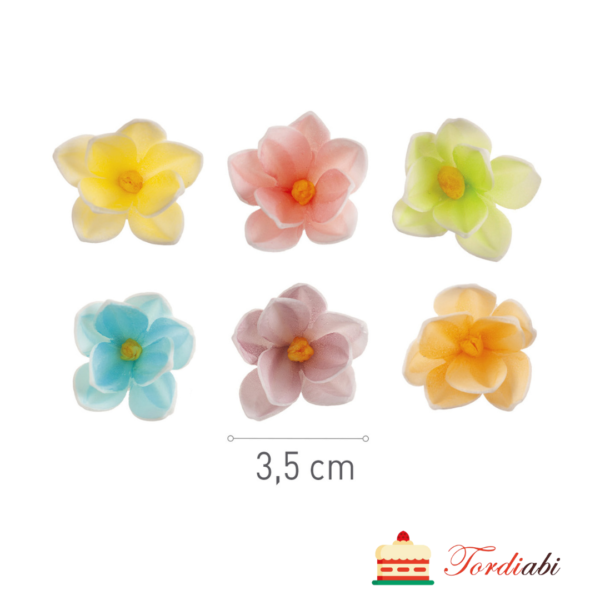 Vahvlidekoorid - krookused 3,5 cm, erinevad värvid - 35 tk/ karp